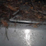 ¿Hemos encontrado el coche de Regreso al Futuro? Delorean abandonado en un bosque