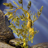 50 sorprendentes fotos de animales camuflados