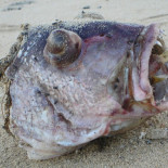 Pez globo mortal [Eng]