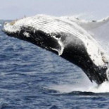 Las ballenas tienen conciencia, sufren y poseen una cultura social