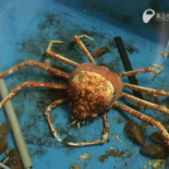 Cangrejo araña gigante mudando de caparazón