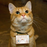 Ver la vida desde los ojos de un gato