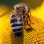 Abejas sobreviven durante milenios en los oasis del desierto del Sáhara [ENG]