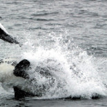 Derribando mitos: Los humanos son los únicos animales que matan por diversión