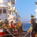 La anchoa se recupera con fuerza