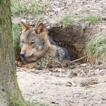 La Comunidad Madrileña confirma por primera vez, de manera oficial, el paso del lobo ibérico, desde Segovia