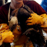 BP sortea la moratoria de Obama para poder perforar en Alaska