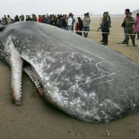 Metales tóxicos en cachalotes confirman contaminación en peces de consumo humano