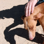 La crueldad con los animales, un signo de alarma psiquiátrica