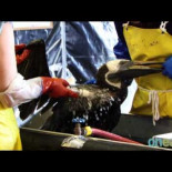 Las imágenes que parece que no han visto Obama ni los ineptos de BP…