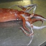 Descubiertos los enormes órganos sexuales del calamar de aguas profundas. (ENG).