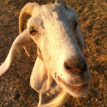 Si los toros tuviesen voz