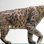 El verdadero secreto del tigre dientes de sable