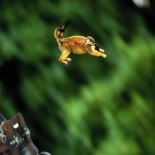 15 monos escapan de un laboratorio utilizando la “fuga-catapulta” … y vuelven cuando les ofrecen cacahuetes