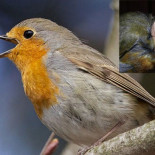 Los petirrojos pueden ver los campos magnéticos, literalmente. [ENG]