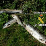 Localizan a dos furtivos porque el salmón que pescaron tenía un radiotransmisor