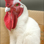 Las más extrañas manipulaciones de fotografías de animales