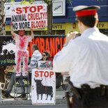 La Asamblea de Madrid admite a trámite una  ILP que pide la abolición de las corridas de toros