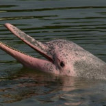 Los delfines rosados del Amazonas están en peligro de extinción