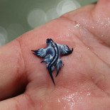 El extraño Glaucus atlanticus