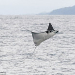 Increibles fotos de mantarrayas saltando tres metros sobre el mar