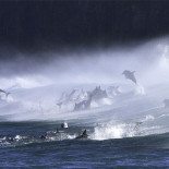 Delfines surfistas