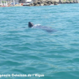 Avistan la tortuga  más grande del mundo en la costa barcelonesa