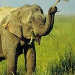 Fotografian a elefante llevando a un lagarto como si fuera un juguete