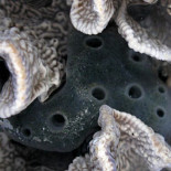 El genoma de las esponjas permite estudiar los orígenes de la vida multicelular y del cáncer (ING)