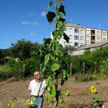 Un girasol regado con vino supera los cinco metros de alto