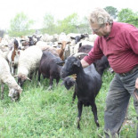 Un pastor de Girona denuncia que le roban una oveja, la violan y luego le muestran el vídeo [CAT]