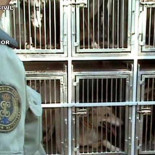 Rescatados 24 galgos encerrados sin agua y entre excrementos en una finca de Parla