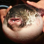 Puedes morir si te los comes