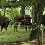 Nace un bisonte europeo en Palencia