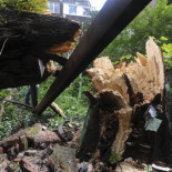 El viento tumba el árbol de Ana Frank