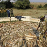 Kenia decomisa más de dos toneladas de colmillos de elefante y cuernos de rinoceronte