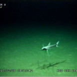 Bathypterois grallator, el pez trípode