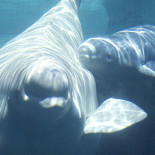 Canadá crea  área protegida  de 1800 km² para ballenas beluga en el Ártico