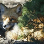 Avistamiento de zorros en la Casa de Campo de Madrid