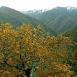 Un incendio amenaza en Asturias a uno de los mejores robledales de Europa