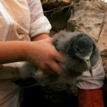 Barbacoa de especies protegidas en Lanzarote
