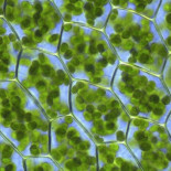 El MIT presenta células solares que se regeneran biológicamente como las plantas