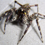 Hombre sufre una explosión provocada por él mismo intentando matar una araña