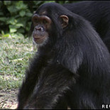 Chimpancés aprenden a desactivar trampas