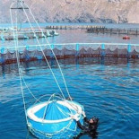 Nacen en Murcia los primeros atunes en cautividad de Europa