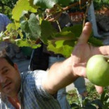 Una vid da como fruto una manzana