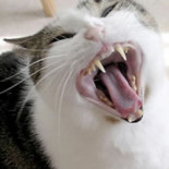 “Meow”: La guerra que reconfiguró Usenet