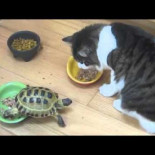 Tortuga VS gato