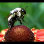 Abeja despegando a cámara lenta (5000 fotogramas por segundo)