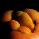 Visión extraña de unos tomates de huerta